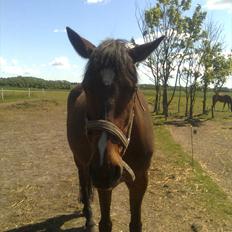 Anden særlig race Manu Af Øster haugård