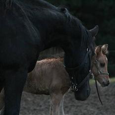 Anden særlig race MiTho's Codia