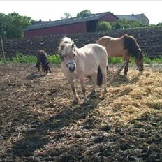 Fjordhest Bianca solgt
