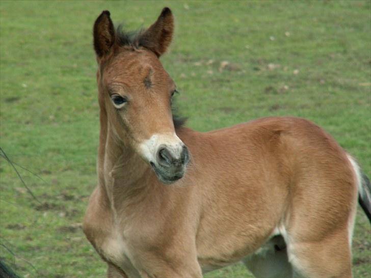 New Forest Calandias Placebo.  billede 14