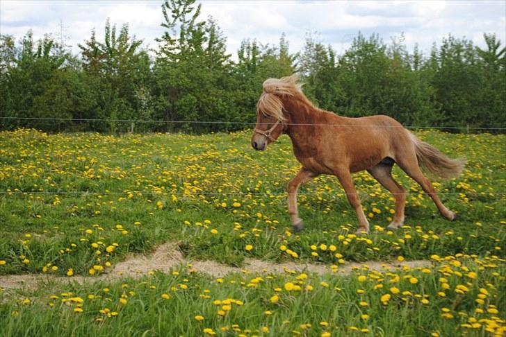 Islænder Bambi fra Troldhøjgaard - Maj 2010 billede 14