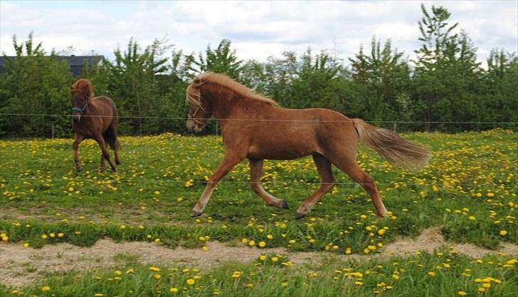 Islænder Bambi fra Troldhøjgaard - Dejlig trav maj 2010 billede 15