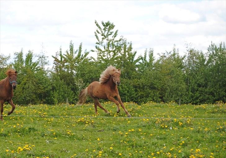 Islænder Bambi fra Troldhøjgaard - Lækker dreng, maj 2010 billede 16