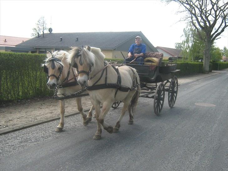 Fjordhest Marco Østerkær død - marco og lisette det er marco tættest på kameraet billede 7