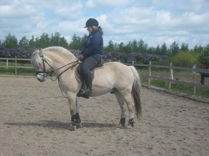 Fjordhest Marco Østerkær død - marco og mig :-) billede 8