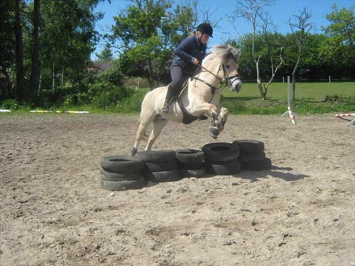 Fjordhest Marco Østerkær død - det er bare så sjovt :-)  omkring 60 cm, billede 9