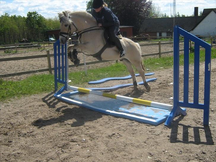 Fjordhest Marco Østerkær død - overdrivelse fremmer forståelsen he he billede 10