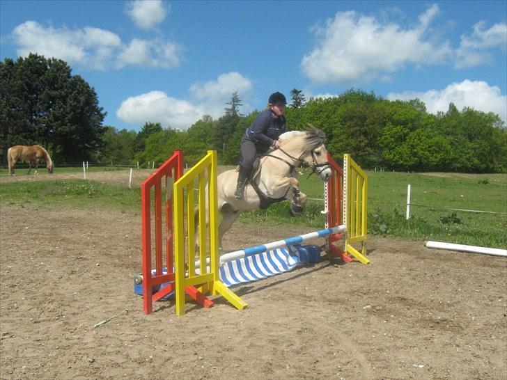 Fjordhest Marco Østerkær død - trippelbare bare så sej :-) billede 11