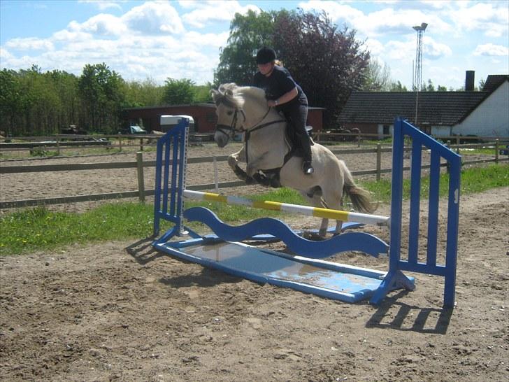 Fjordhest Marco Østerkær død - ca. 75 cm. Vi river desværre ned men det kan ikke ses på billedet he he billede 12