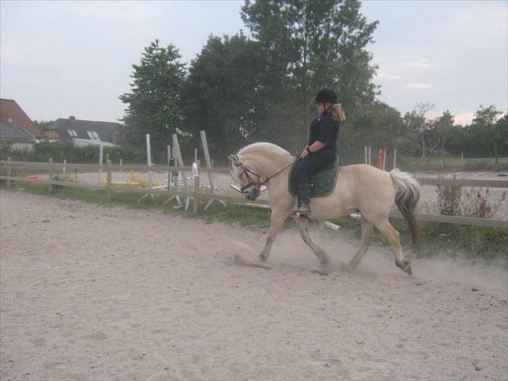 Fjordhest Marco Østerkær død - lige lidt dressur he he billede 13