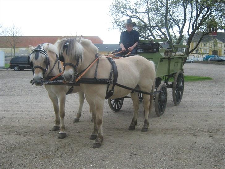 Fjordhest Marco Østerkær død - marco og Lisette på Valdemars slot pinsen 2010 billede 14