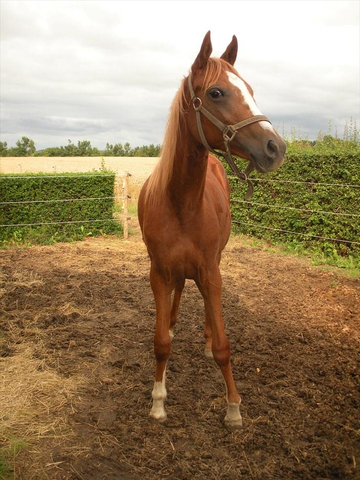 Sportsaraber (A) Til minde om CS Kadar el Akela - Nr. 1 Sidste billede vi fik af pigen :´) 5 dage inden aflivning  billede 1