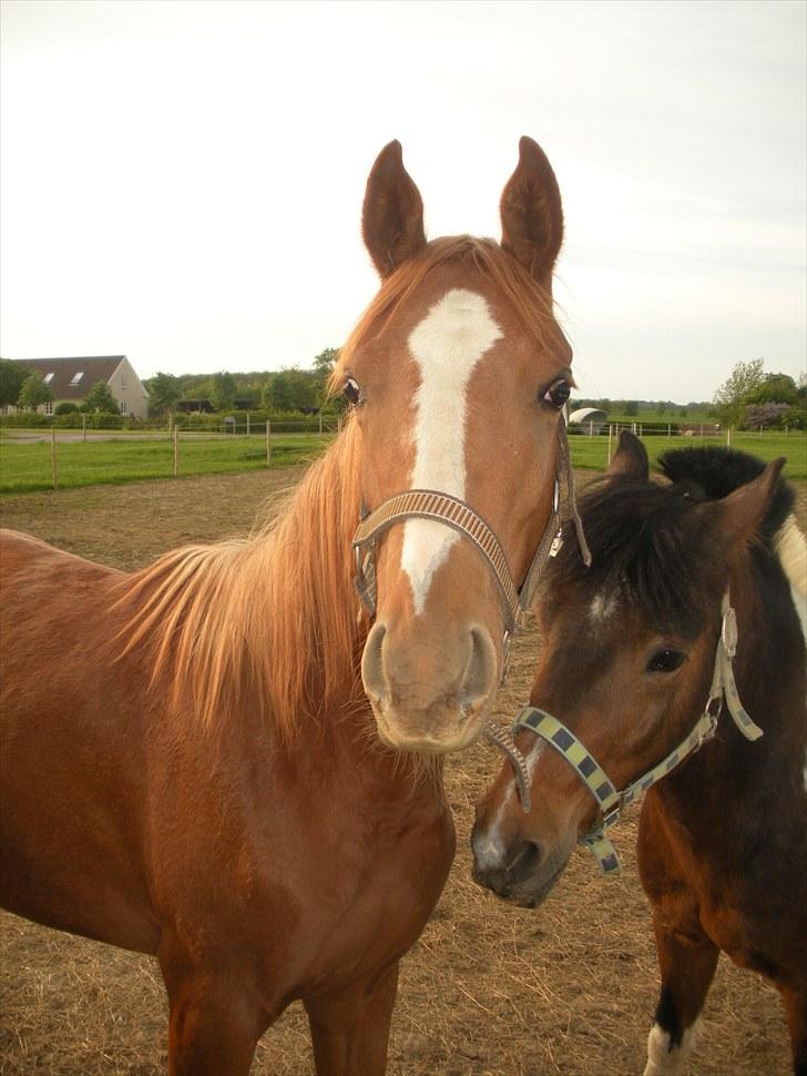 Sportsaraber (A) Til minde om CS Kadar el Akela - Nr. 3 Med sin allerbedste ven billede 3