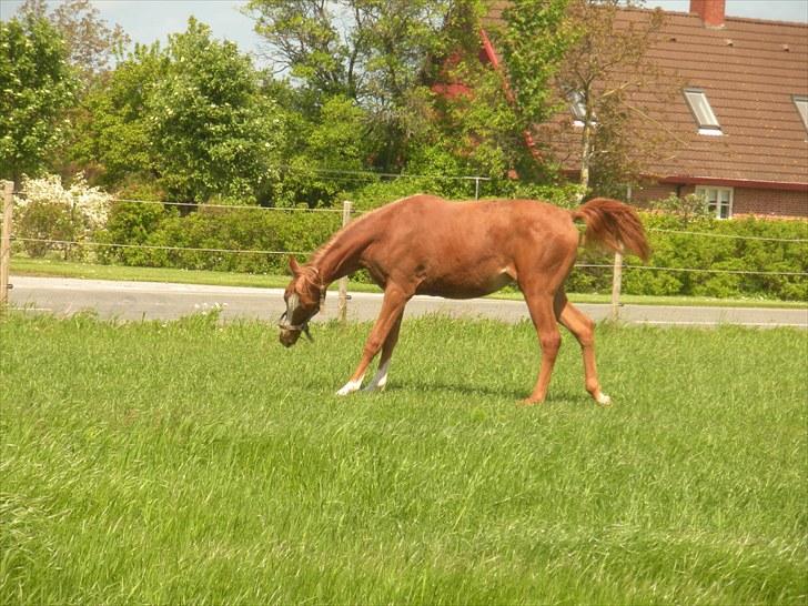 Sportsaraber (A) Til minde om CS Kadar el Akela - Nr. 4 På STORE græsfold billede 4