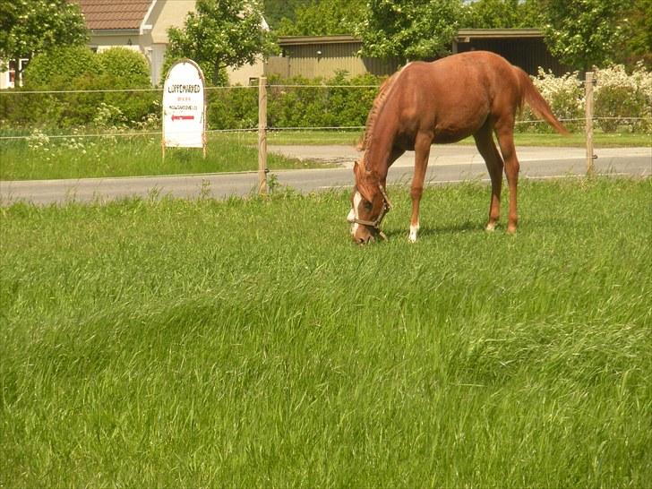 Sportsaraber (A) Til minde om CS Kadar el Akela - Nr. 5 Iiih så hyggeligt billede 5