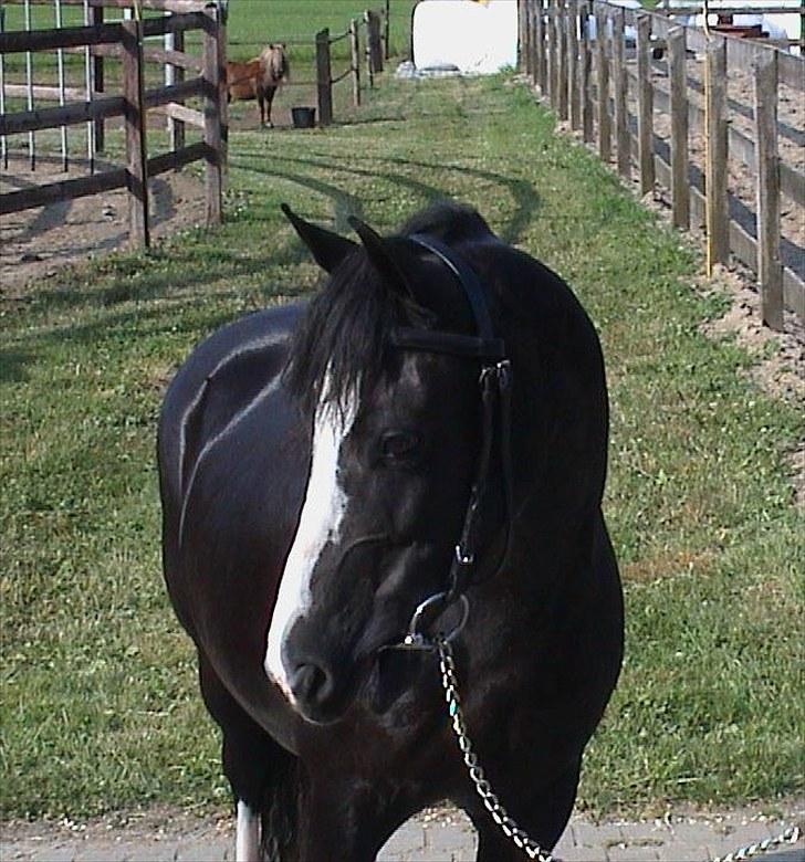 Anden særlig race Blacky *SOLGT* - Blacky som hun så ud da vi fik hende fra Holland i 2006 billede 4