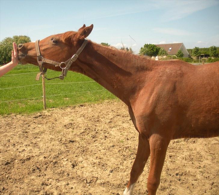 Sportsaraber (A) Til minde om CS Kadar el Akela - Nr. 9 Bisse billede 9