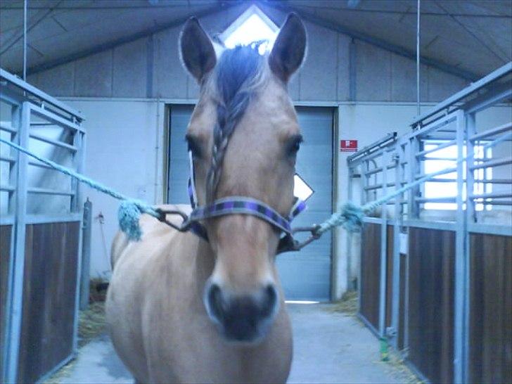 Anden særlig race Chess - Hyggeligt at strile dig ;*<3 billede 5