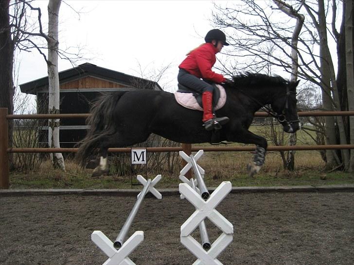 Anden særlig race Blacky *SOLGT* - Sandra Springer billede 8