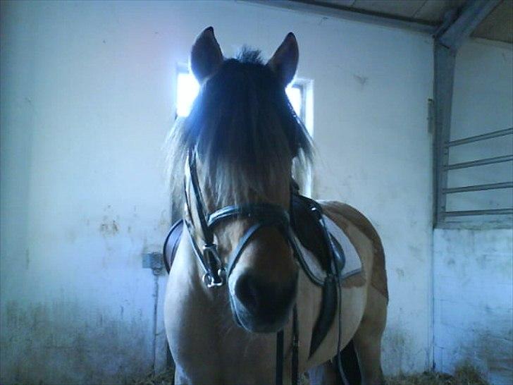 Anden særlig race Chess - Chess er klar til at ride ;*<3 billede 6