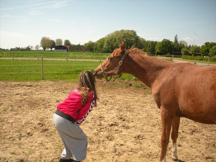 Sportsaraber (A) Til minde om CS Kadar el Akela - Nr. 10 Møsser af Bella billede 10