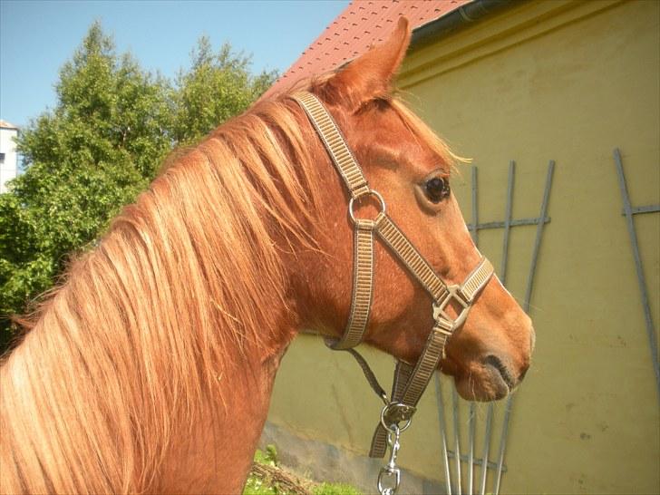 Sportsaraber (A) Til minde om CS Kadar el Akela - Nr. 11 Fandt lige et billede i en mappe s:  billede 11