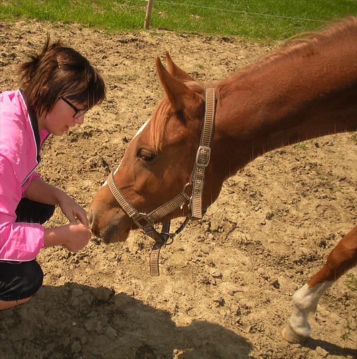Sportsaraber (A) Til minde om CS Kadar el Akela - Nr. 12 Så nysgerrig man er billede 12