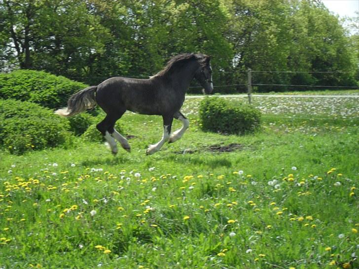 Welsh Partbred (Sec F) Gravens Fairytale - Sommergræs maj 2010 billede 8