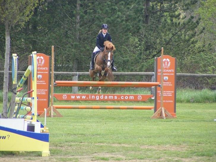 Hollandsk Sportspony Chili Pepper K billede 6