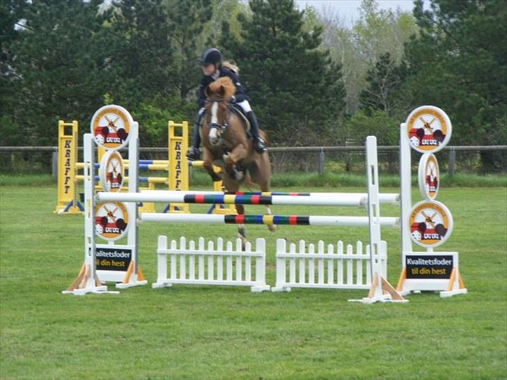 Hollandsk Sportspony Chili Pepper K billede 7