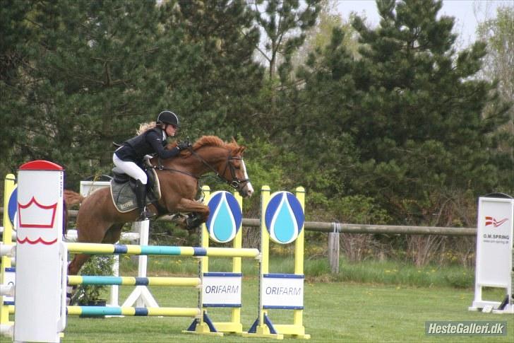 Hollandsk Sportspony Chili Pepper K billede 8