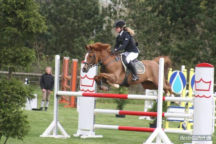 Hollandsk Sportspony Chili Pepper K billede 9