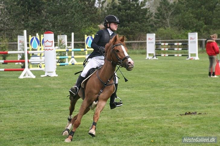 Hollandsk Sportspony Chili Pepper K billede 11