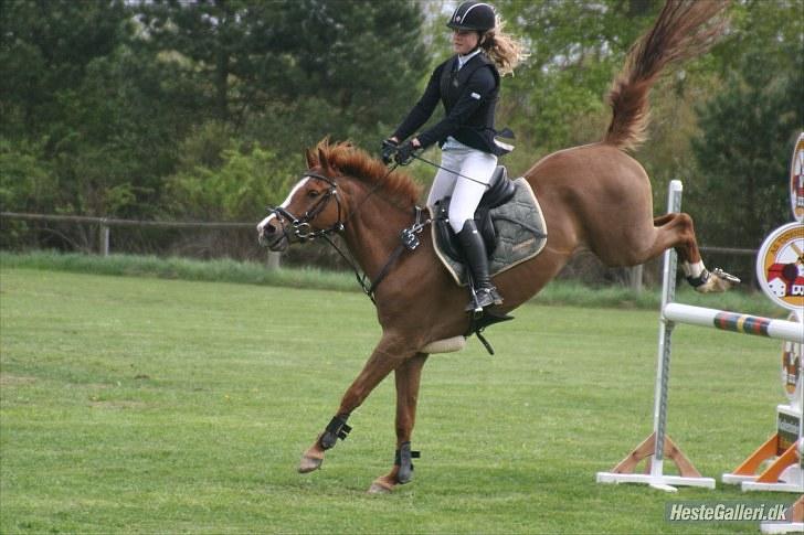 Hollandsk Sportspony Chili Pepper K billede 12