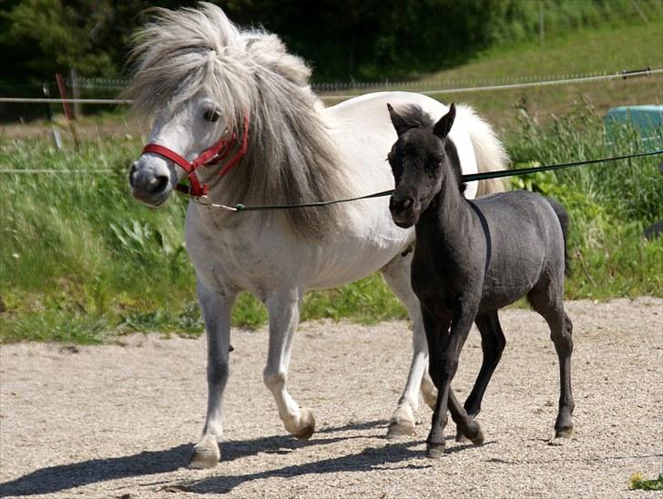 Dansk Miniature Katrinesmindes Perhaps  - d. 29 maj 2010 nyklippet - med datter Mira billede 16