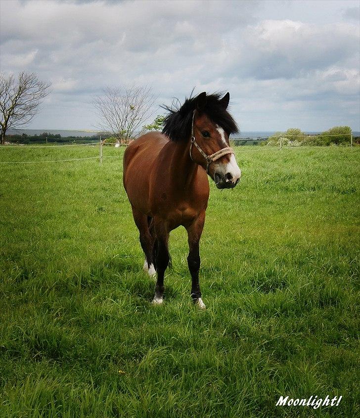 Anden særlig race Moonlight ( SOLGT) <3 - Taget d. 17 maj 2011 - Jeg elsker dig Moonlight.<3<3 billede 16