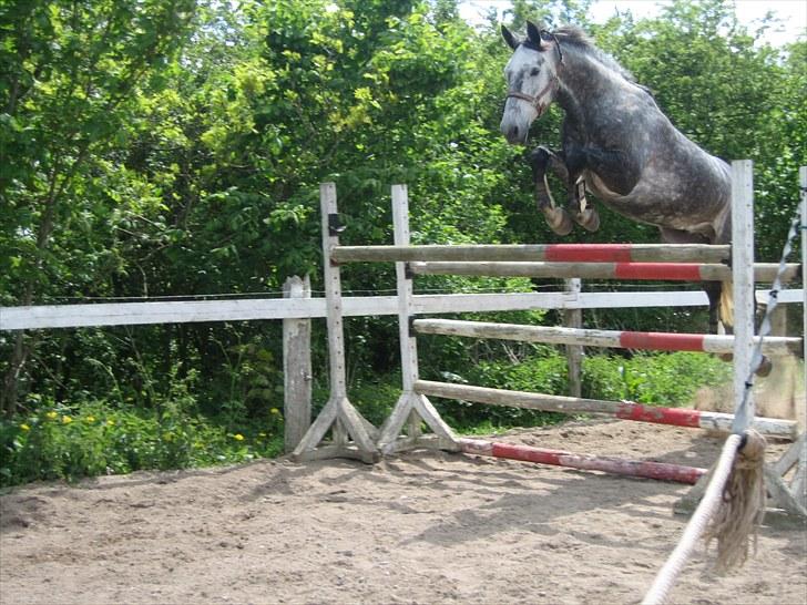 Dansk Varmblod Kærsholms Willow *solgt* - Her løsspringer wilsen 145 cm!  Første gang han løsspringer hos mig, så er meget stolt! foto: Caroline. d. 29/5 - 2010 billede 14