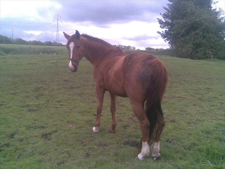 Dansk Varmblod Beautystar - er det mig du kalder på.. billede 6