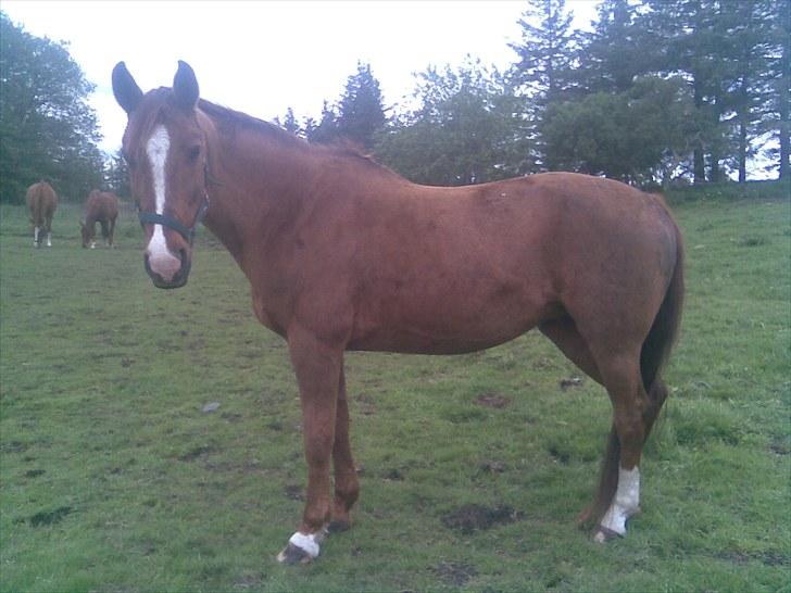 Dansk Varmblod Beautystar billede 7