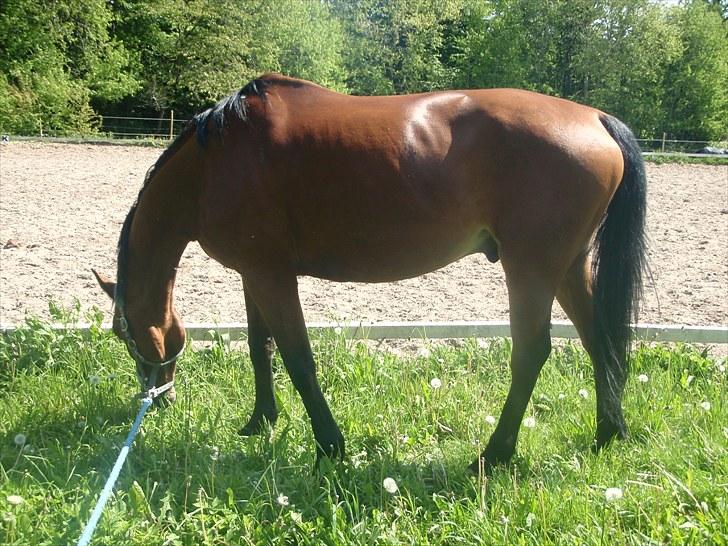 Oldenborg Sultan  billede 20