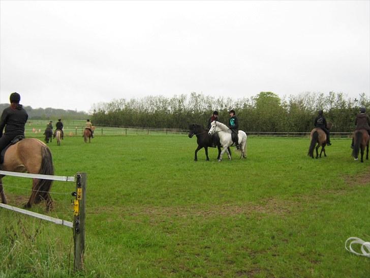 Islænder Assa - den sortte hest der er ved den hvid er mig og Assa billede 4