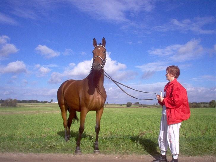 Dansk Varmblod Zamantha Engel RDH billede 2
