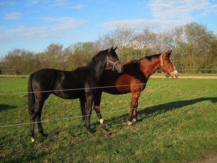 Dansk Varmblod Donna Castalina -solgt billede 16