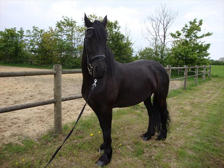 Frieser Evelientje billede 20