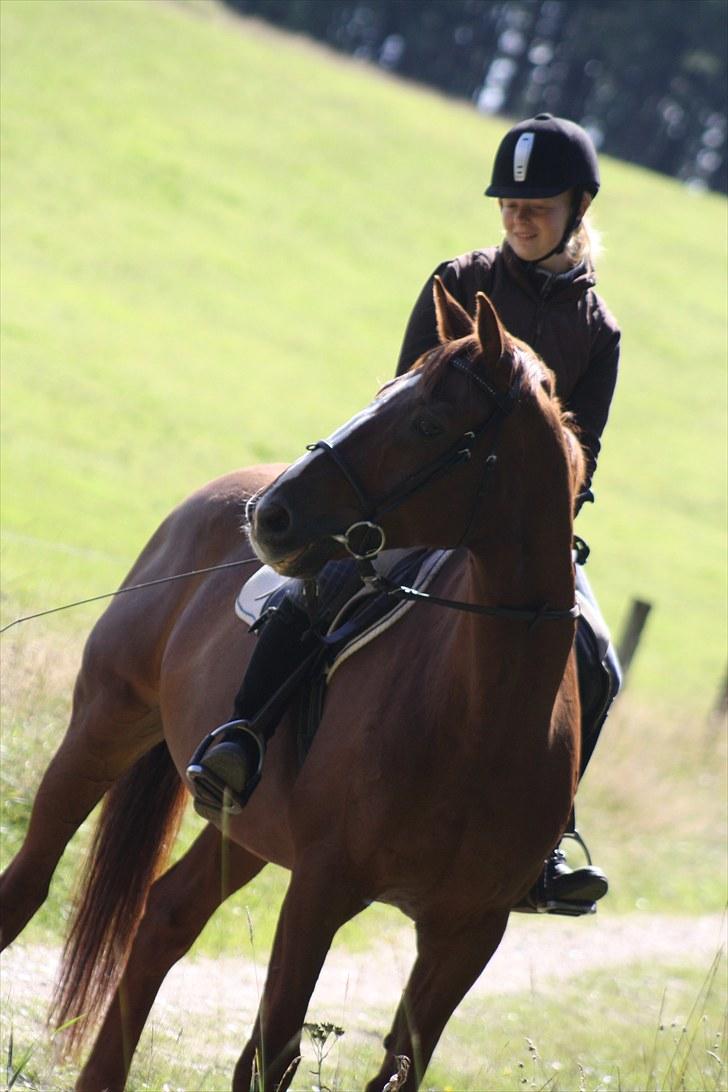 Dansk Varmblod Emos <3 <3 <3 <3 <3 - 18# 28/8 2010 Du er så ubeskrivelig dejlig <3 Vil smelte når du ikke er her mere ;i<3 Foto; Camilla (mit kamera) billede 19