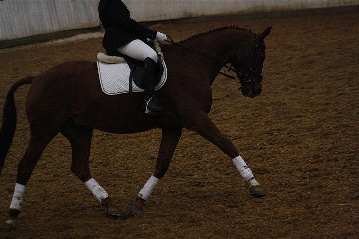 Dansk Varmblod Emos <3 <3 <3 <3 <3 - 20# Emos og mig til vores sidste stævne <3
Foto: Kan ikke huske (mit kamera) billede 16