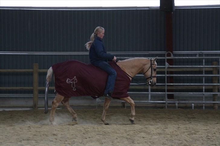 Quarter Codys Smart Peter billede 12