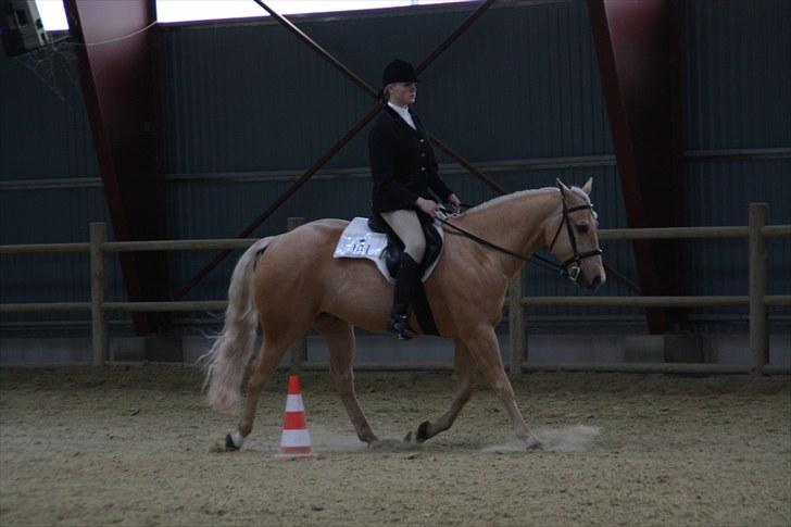 Quarter Codys Smart Peter billede 13