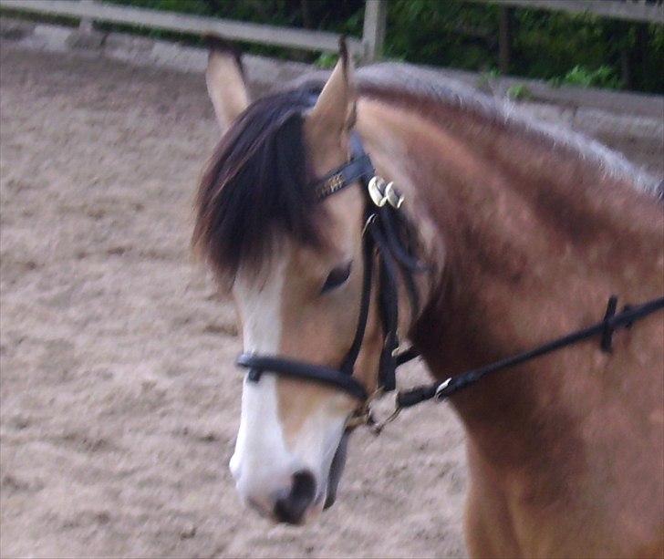 Welsh Partbred (Sec F) tivall <3 *gl. part* - så fint (: foto: isabella billede 7