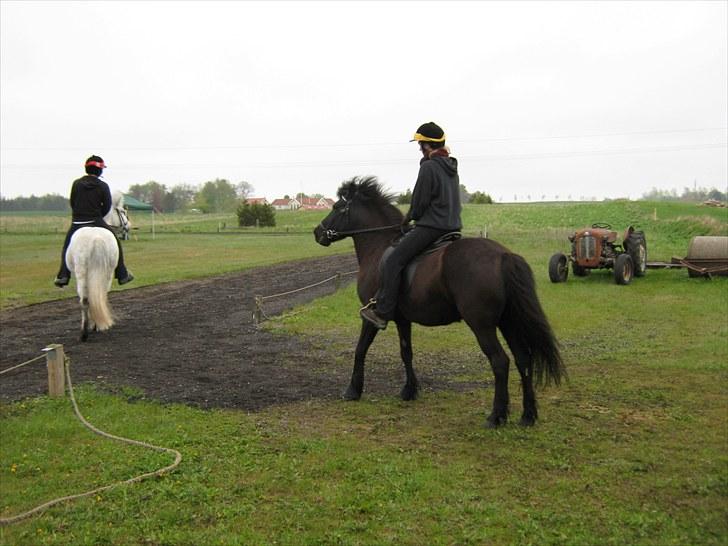 Islænder Assa billede 5